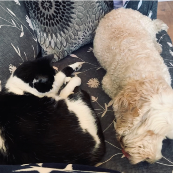 Making the most of things… by Sydney and Marmite… cats that tolerate Ollie the therapy dog