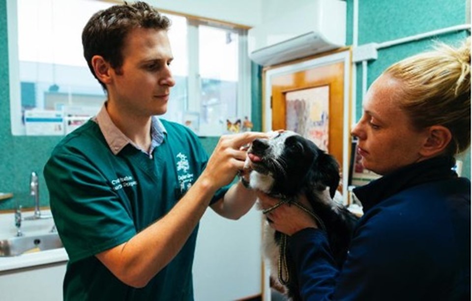Vet And Dog